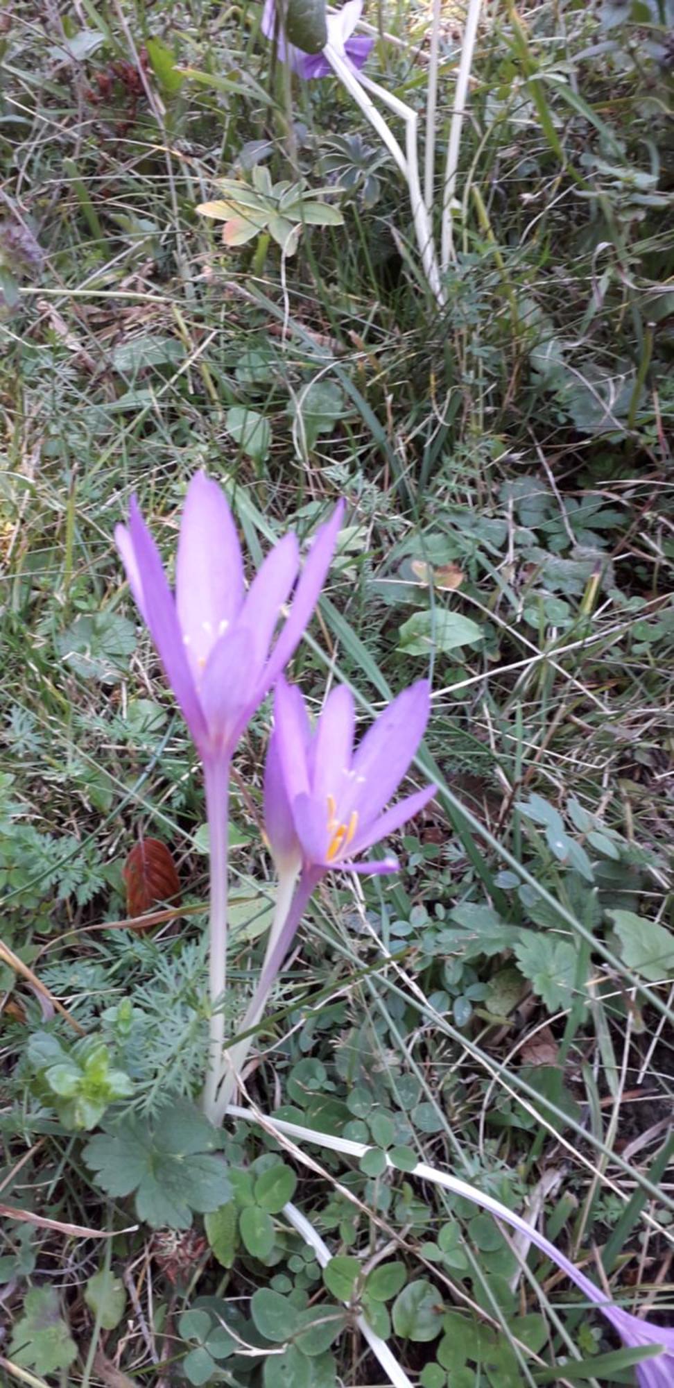 Les Tilleuls Saint-Jean-d'Avelanne Exteriör bild